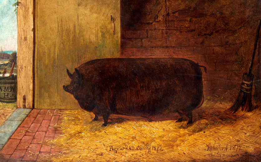 A portrait of a very large hog